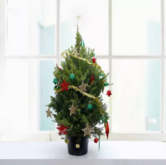 Small Christmas tree in budget